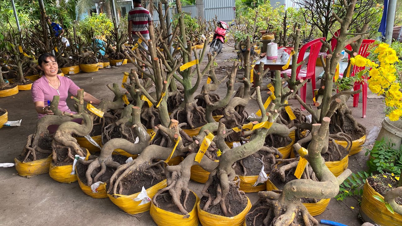 28/02/ chị Vân 0369116270 Gl lô mai phôi dảo hạt thủ Đức đế đẹp giá bình dân  kính mời ❤️❤️