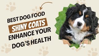 Best Dog Foods for Shiny Coats Enhance Your Dog’s Health and Appearance