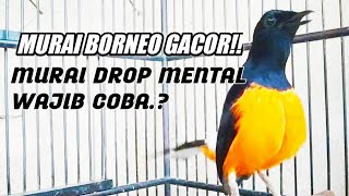 MURAI DROP MENTAL WAJIB PAKE PANJINGAN MURAI BORNEO GACOR ISIAN