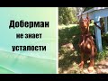 Щенок добермана играет/Детство Дарка/Игры с пуллером