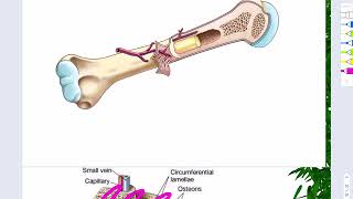 The skeletal system- video 2: Microscopic anatomy on a long bone