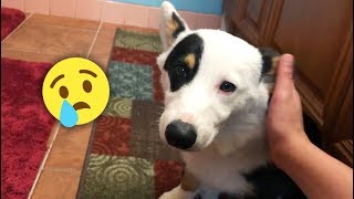 Geno was attacked | Poor Corgi Puppy 