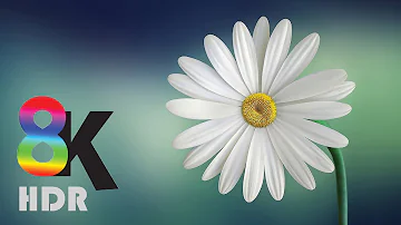 8K VIDEOS - UltraHD HDR (60fps) | Blooming Flowers Timelapse