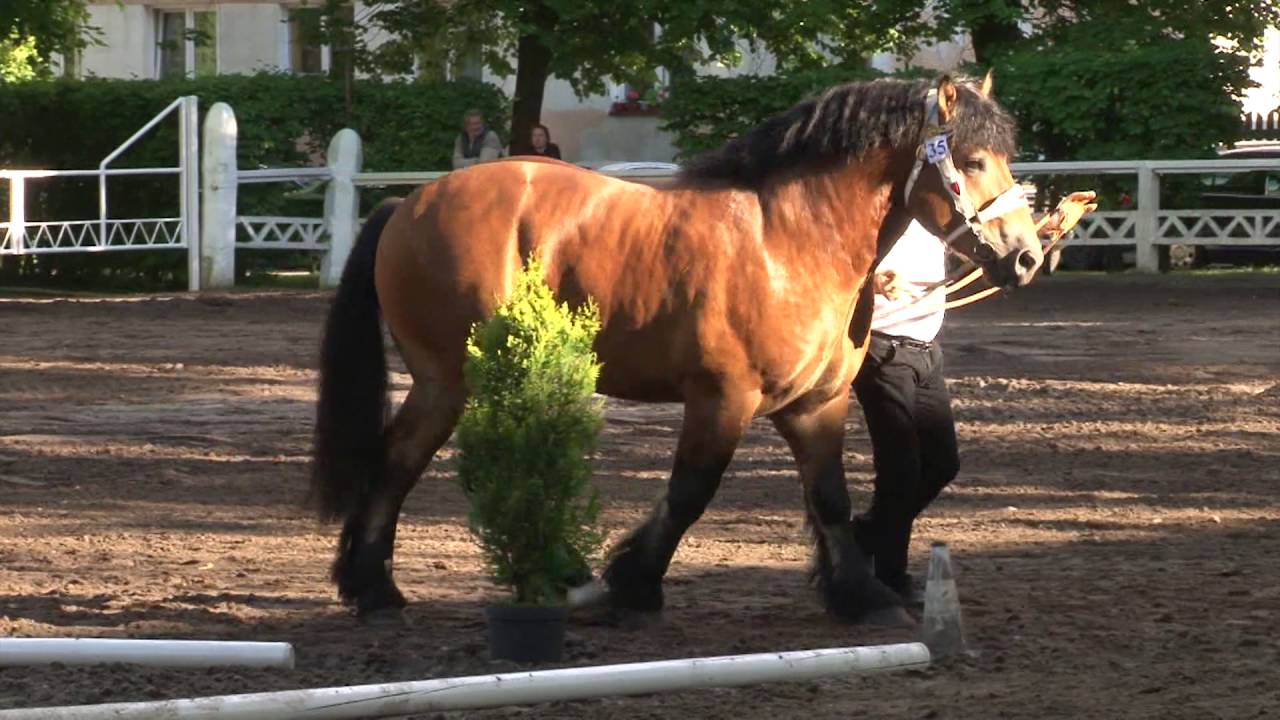 Ardennes Horse Breed Guide: Characteristics, Health & Nutrition