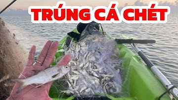 Được hôm cá Chét áp bờ// Làm vác lưới quá trời dính