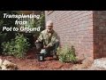 How to Transplant Plants from Pot to Ground