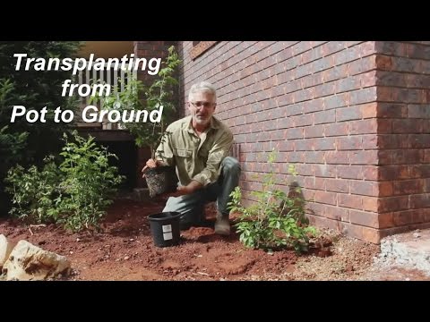 Videó: A kerti növények tartályokba helyezése – átültetés a földről cserépbe