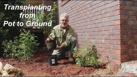 How to Transplant Plants from Pot to Ground