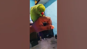 Bitti Talkingparot Parrot Birds Nonstoptalkingparrot Mithukibatain 