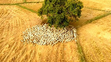 Cánh đồng ruộng Tà Pạ vào một buổi sáng mù khói đốt đồng, Núi Tô, Tri Tôn, An Giang 18/12/2019