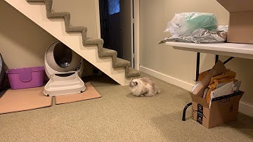 Chiggy Waiting for the Litter Robot III Open Air to Cycle - Automatic Litter Box