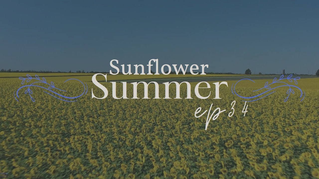 Summer Serenity: Basking in the Golden Glow of Sunflowers