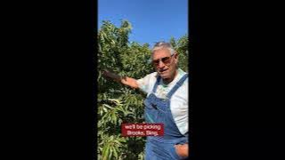 Cherry update 06 19 horiz
