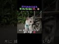 自分が捨てられたとも知らず、最後まで飼い主を待ち続けた猫…