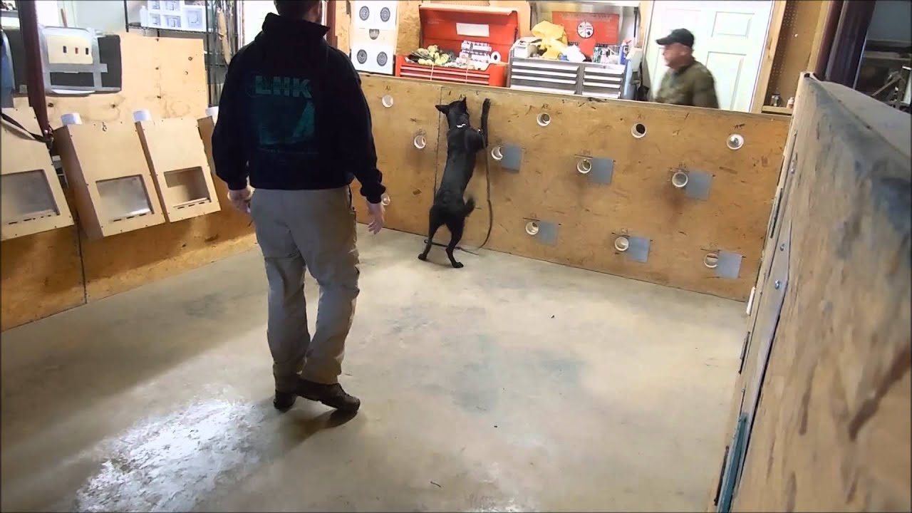 Indie Detection wall at Logan Haus Kennels YouTube