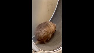 Happy Armadillo Day!
Our armadillos take their exercise very seriously.
Happy belated #ArmadilloDay from our Ambassadors, Chaco and Willow the three-banded armadillos, and Dillon the nine-banded armadillo!
🎥: Behavioral Husbandry Manager, Heather G. Happy Armadillo Day!