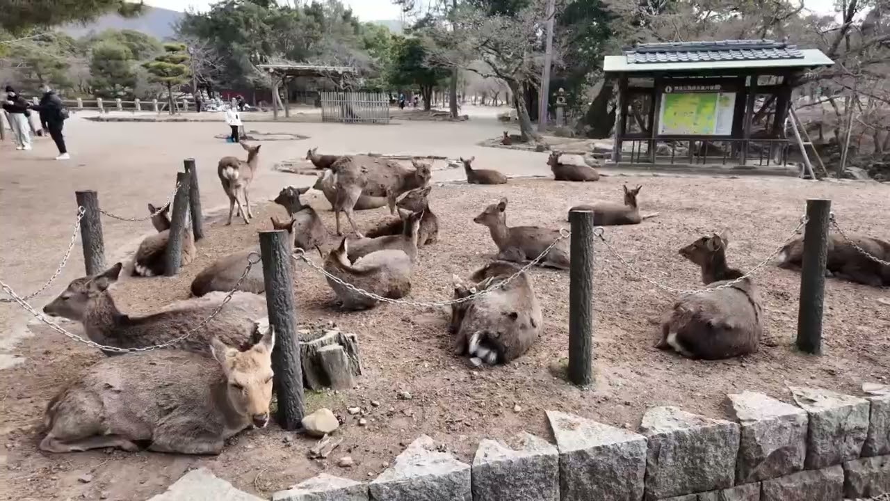 20260127京都大阪15日遊之第8天奈良鹿苑東大寺一日遊