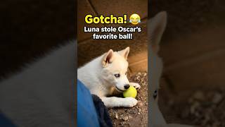 Gotcha! 😂 Luna stole Oscar's favorite ball.