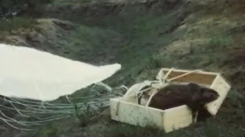 Newly discovered video of parachuting beavers