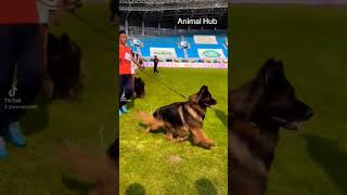 German Shepherd Dog Show #dogs #germanshepherd