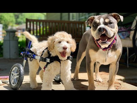 Disabled Rescue Puppy Finds Foster & Gets Wheelchair