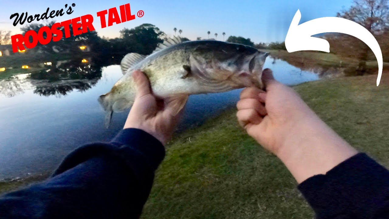Best bait for winter bass fishing in Florida! #bassfishing #gopro