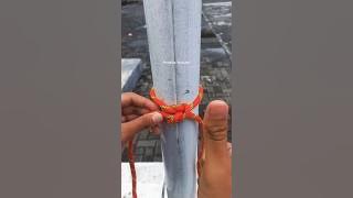 Simpul Mati dan Cara Mudah Membuatnya #simpulmudah #pramuka #knot #simpulpramuka #simpul