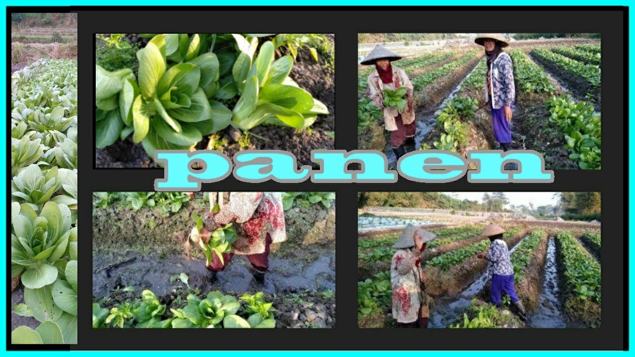 Budidaya pakcoy. Panen umur 18 hari & cara panennya_anggarafarm 