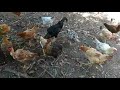 🐓Mostrando a nossas galinhas caipiras 🐓
