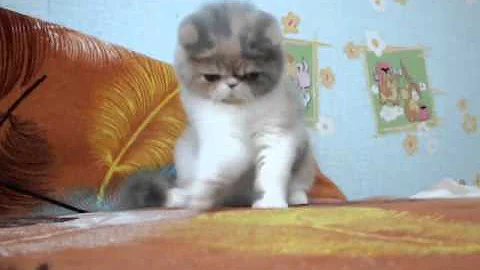 Video 1256461: exotic shorthair cattery, tabby white exotic, blue tabby kitten, cream tabby white