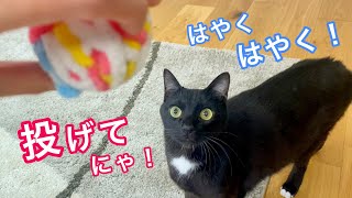 新しいオモチャで犬みたいに大興奮する猫が可愛いすぎる‼