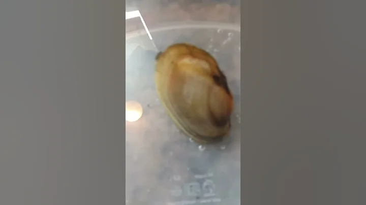 New pet shelly
