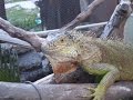 ¿CÓMO SABER SI MI IGUANA ESTA ESTRESADA?/ Síntomas de estres en tu iguana!!!!