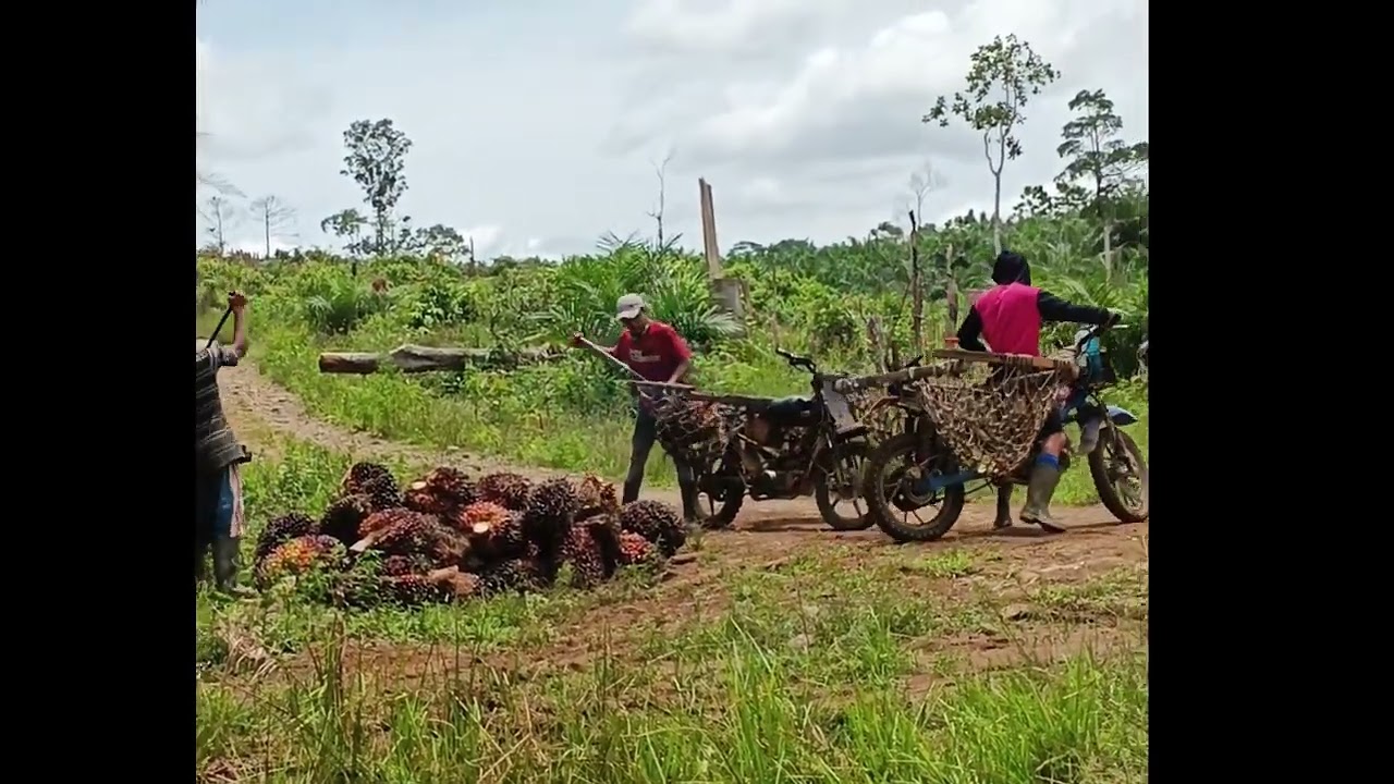 Ini keseruan Pasukan tandan buah berduri dan pahlawan keluarga 