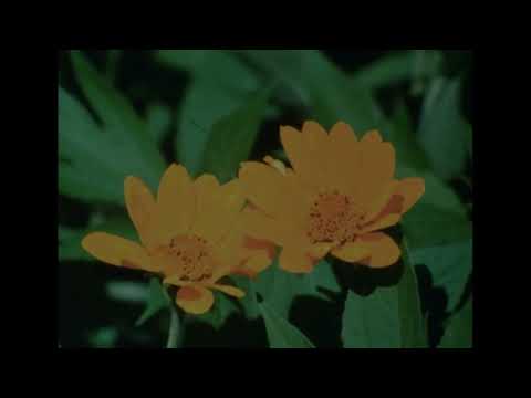 Early Fern Teasel Official Music Video 