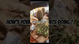 Chef’s UAE desert landscape inspired cactus! #uae#cactus#sand#chefsteele#subscribe#cactuspot#sharp