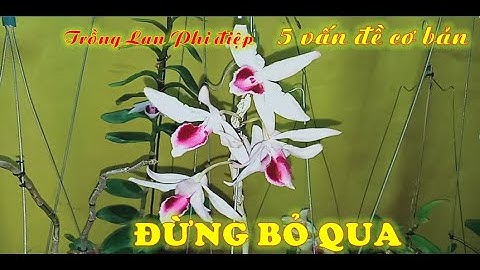 LAN PHI ĐIỆP - Những vấn đề cơ bản khi trồng (cần phải biết)