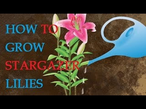 Comment cultiver Lis Stargazer