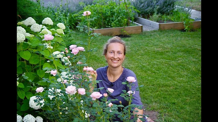 David Austin rose - Queen of Sweden