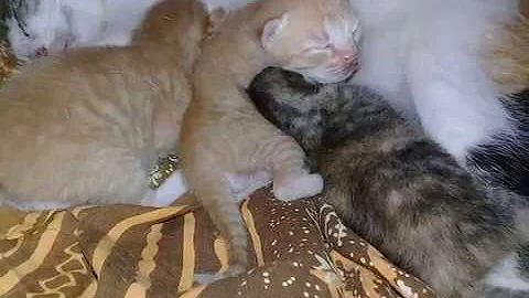 download funny kittens fight over milk mp4 - mp3 download funny kittens fight over milk mp4 - mp3