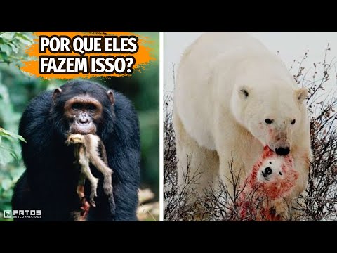 Vídeo: Por que os cães da mãe podem matar seus filhotes