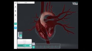 Grade 10 Life Sciences Human Transport System Part 5 Cardiac Valves