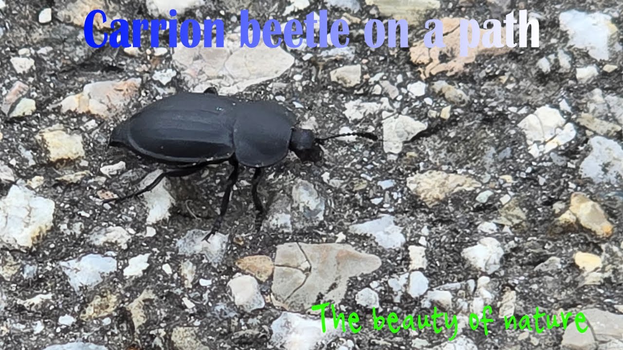 Carrion Inset Carrion beetle on a path / A beautiful black insect in nature on a ...