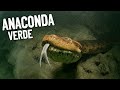 ANACONDA VERDE | Características y Curiosidades | Mini Documental