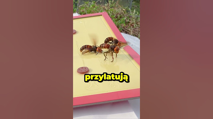 ❌PUŁAPKA NA SZERSZENIE🐝