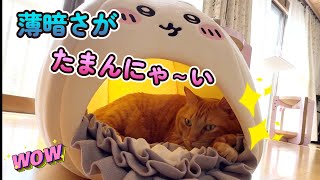 ちいかわハウスで寛ぐ猫がこちらです