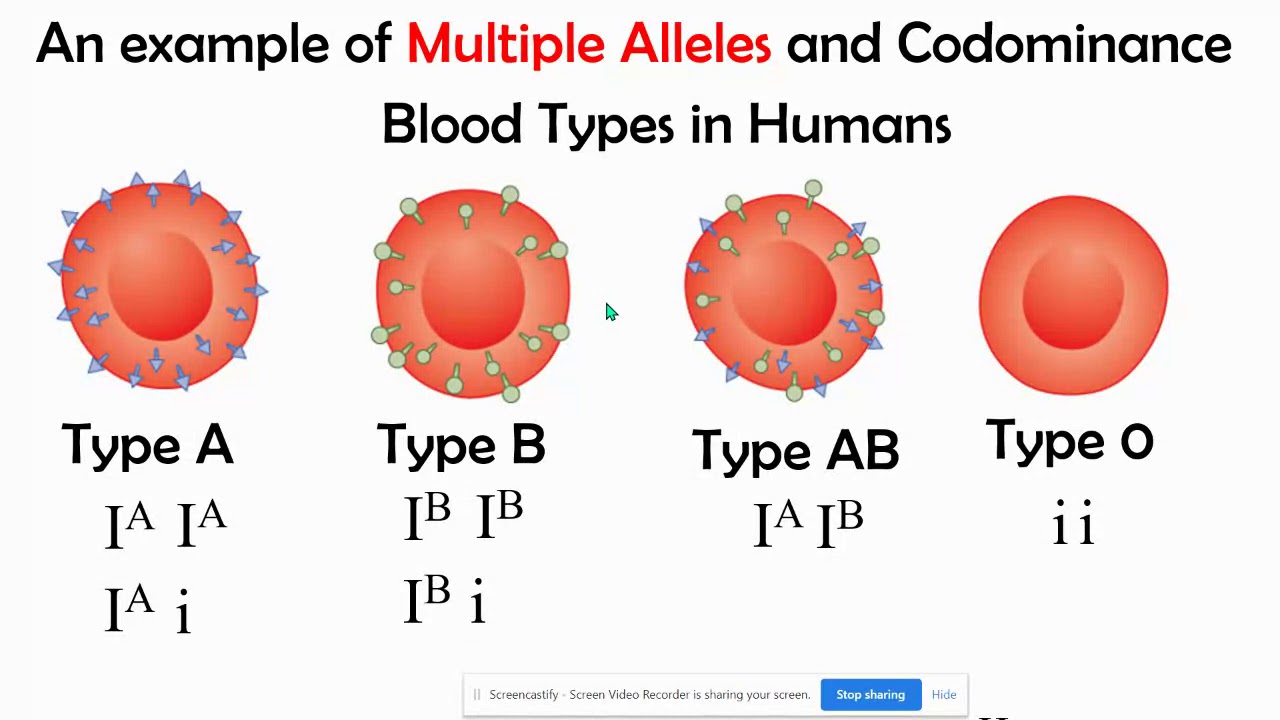 incomplete-vs-codominance-mupltiple-alleles-polygenic-inheritance