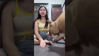 มาๆหิวขนมก็มาเสี่ย #อเมริกันบลูลี่ #americanbully #ทาสหมา #ไฮไลท์ #dogs #reels part2