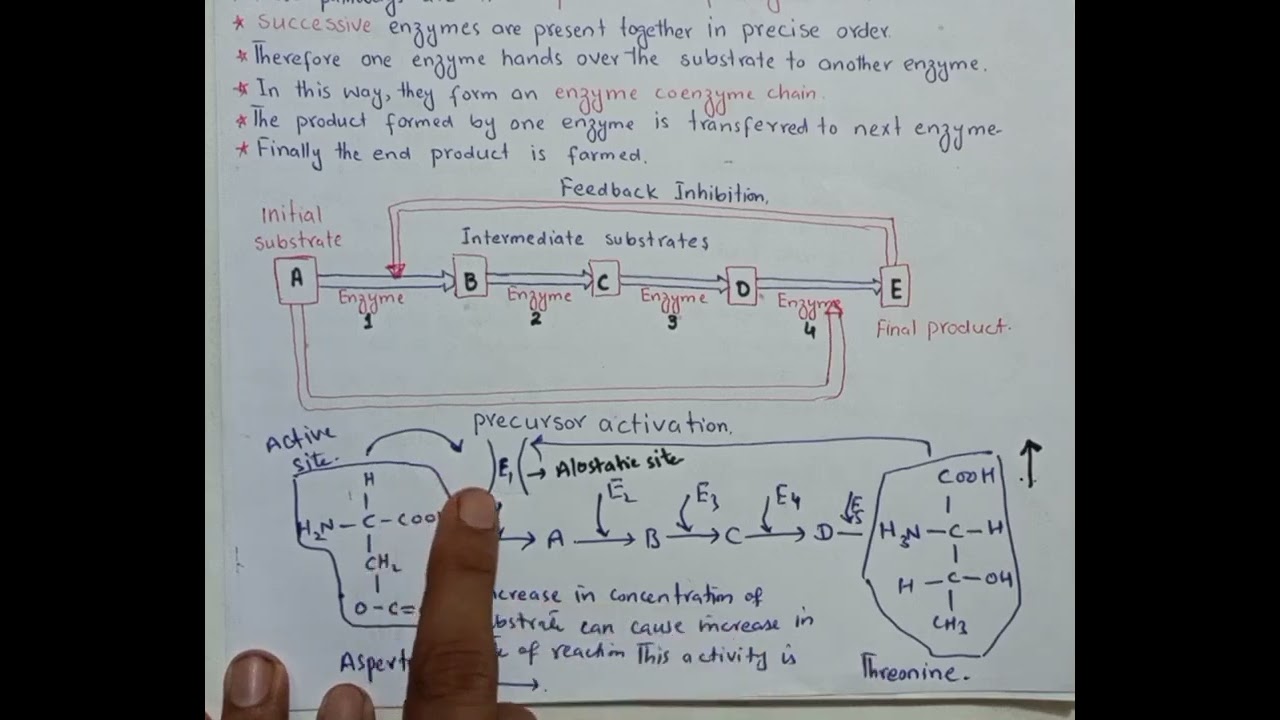 mechanism of enzyme action/# lock and key model