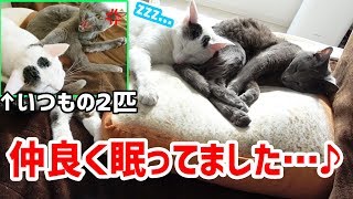 いつも仲が悪い猫2匹が一緒に眠ってました…！